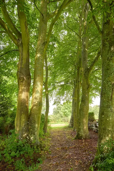 Landscape, pathway and trees in nature, empty and eco friendly with carbon sequestration and outdoor. Travel, plants and sustainability for holiday in environment, forest and peace in Denmark.