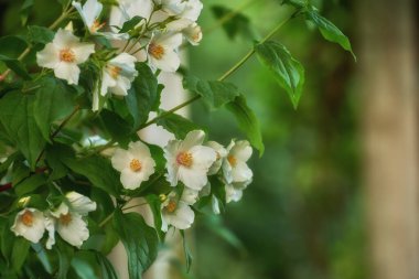 Growth, flowers and nature with mock orange, leaves and decoration for botany. Bloom, floral and philadelphus plant outdoor for ecology, sustainability and eco friendly wallpaper in garden closeup. clipart