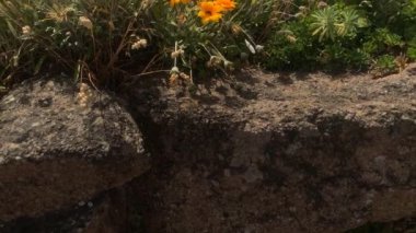 Yavaş çekim Afrikalı Papatya 'yı ya da hazine çiçeklerini ortaya çıkarıyor. Asteraceae familyasından parlak sarı ve turuncu Gazania rigens bitkisi yaz mevsiminde St Brelade, Jersey 'de çiçek açmaktadır..