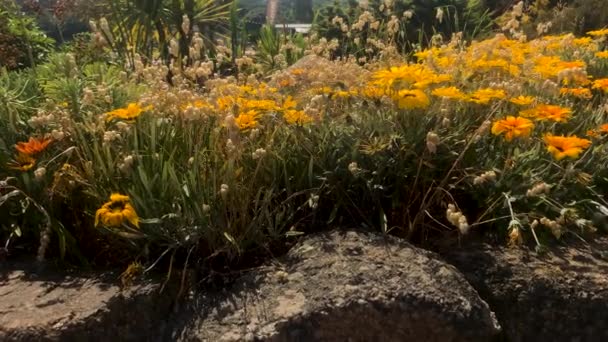缓慢的动作揭示了非洲菊花 或珍藏花朵 泽西圣巴拉尔德 艳丽的黄色和橙色的加萨尼亚属植物在夏天盛开时 为紫锥菊科植物的草本植物 — 图库视频影像