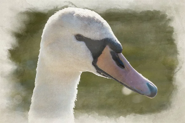 Digital watercolor of a mute swan profile.