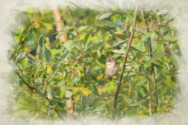 Uma Pintura Aquarela Digital Único Transeunte Comum Whitethroat Warbler Sylvia — Fotografia de Stock