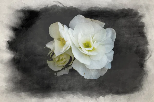 一幅数字水彩画 画的是一朵明亮的白色花朵 与深浅的田野的黑色背景隔离在一起 — 图库照片