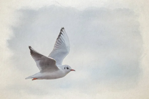 stock image Black-Headed Gulls digital watercolour painting on a frozen pond during winter. Non breeding adult Black Headed Gulls with winter plumage.