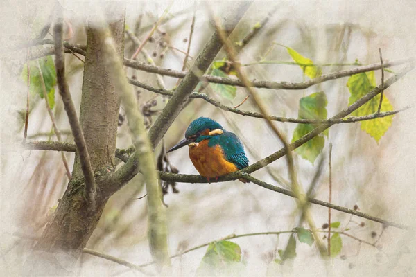 Una Pintura Digital Acuarela Kingfisher Común Alcedo Atthis También Conocido — Foto de Stock