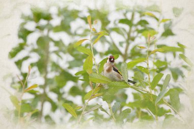 Tek bir Avrupalı ispinozun dijital suluboya resmi, Carduelis carduelis bir ağaçta İngiltere 'de açık bir arka planda..