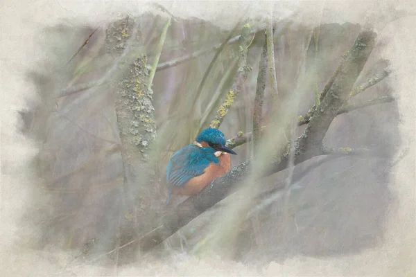 Digital Watercolour Painting Common Kingfisher Alcedo Atthis Also Known Eurasian — Stock Photo, Image