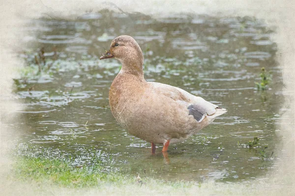 一幅数字水彩画 描绘一只褐色的鸭子 站在雨中的水坑里 — 图库照片