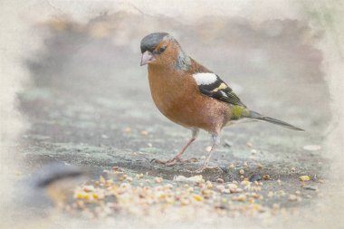 Erkek bir Chaffinch 'in suluboya dijital tablosu ya da Birleşik Krallık' ta kış boyunca doğal bir orman ortamında beslenen Common Chaffinch Fringilla coelebs..