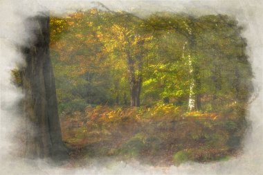 Birches Valley, Cannock Chase, Staffordshire, İngiltere 'de sonbahar ağacı ve yaprak renklerinin dijital bir suluboya resmi..