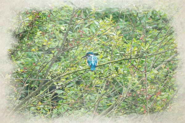수있는 킹피셔의 디지털 수채화 Alcedo Atthis Eurasian Kingfisher 나뭇가지에 Kingfisher — 스톡 사진