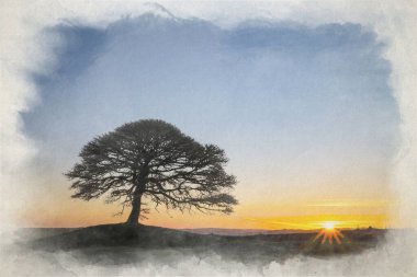 Grindon Moor, Staffordshire, White Peak, Peak District Ulusal Parkı 'nda gün doğumunda yalnız bir ağacın dijital suluboya resmi..