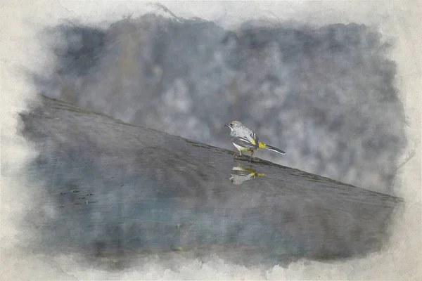 Uma Pintura Aquarela Digital Wagtail Cinzento Motacilla Cinerea Andando Água — Fotografia de Stock