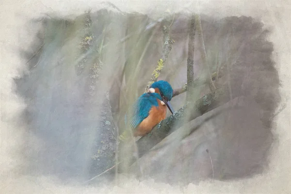 Uma Pintura Aquarela Digital Kingfisher Comum Alcedo Atthis Também Conhecido — Fotografia de Stock
