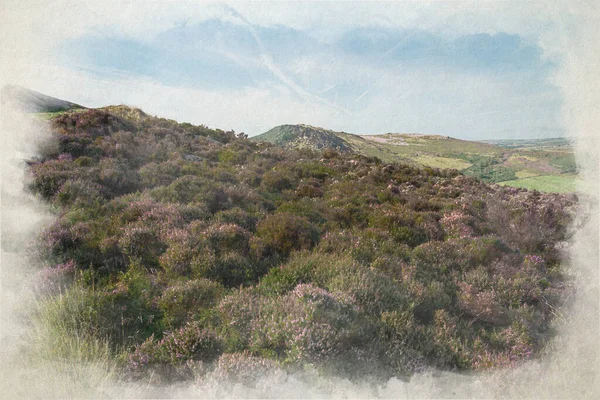 Digital Watercolour Painting Purple Heather Roaches Staffordshire Hen Cloud Peak — Stock Photo, Image