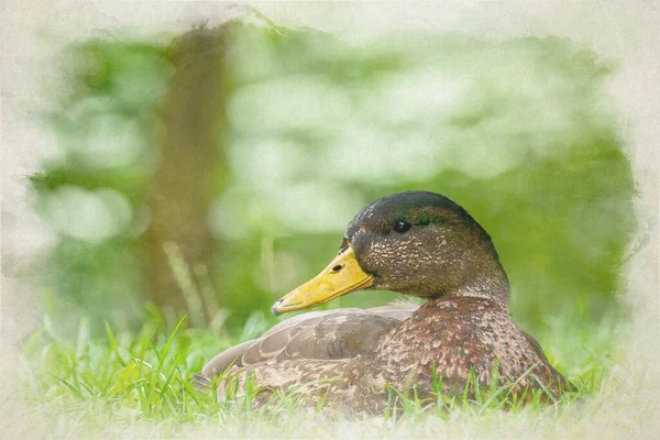 Digital Watercolour Painting Female Mallard Dabbling Duck Anas Platyrhynchos Closeup — Stock Photo, Image