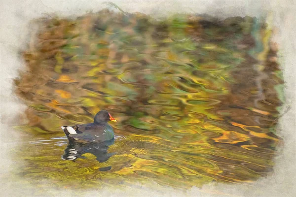 Adult Moorhen Digital Watercolou Rpainting Gallinula Chloropus Lake Autumn Reflections — Stock Photo, Image