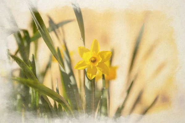 Digitalt Akvarellmaling Gule Påskeliljer Som Blomstrer Naturlig Hagemiljø – stockfoto