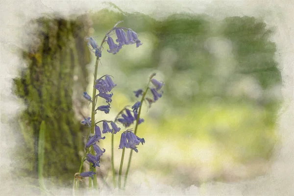 Digital Akvarell Målning Lila Blåklocka Blommor Mot Skogsmark Bakgrund Med — Stockfoto