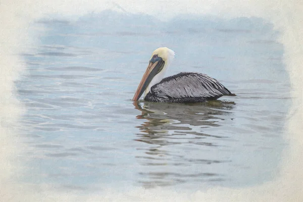 Digital Watercolour Painting Wild Brown Pelican Bird Floating Pacific Ocean — Stock Photo, Image