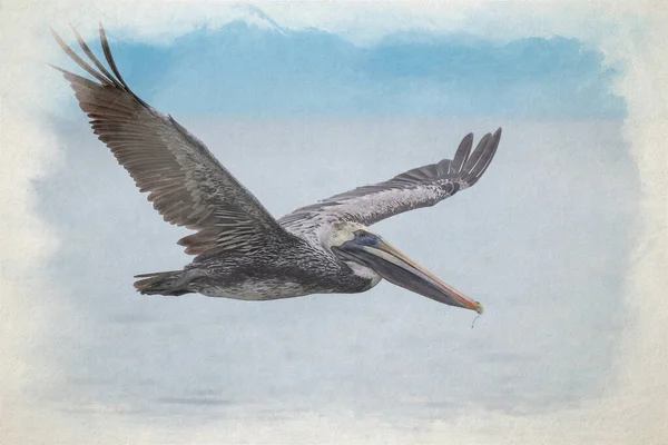 Meksika Pasifik Okyanusu Üzerinde Uçan Vahşi Bir Kahverengi Pelikan Kuşunun — Stok fotoğraf