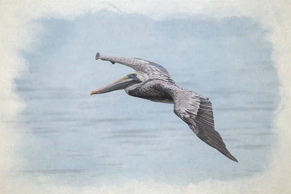 Uma Pintura Aquarela Digital Pássaro Pelicano Marrom Selvagem Voando Sobre — Fotografia de Stock