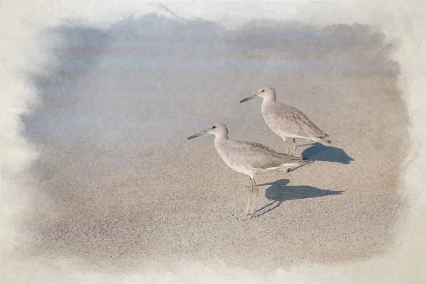 Uma Pintura Aquarela Digital Dois Sandpipers Comuns Vaguear Mar Numa — Fotografia de Stock