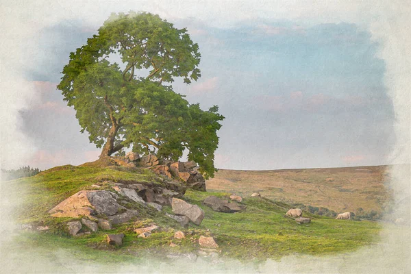 Digital Akvarellmålning Får Betar Runt Ett Ensamt Träd Roaches Staffordshire — Stockfoto
