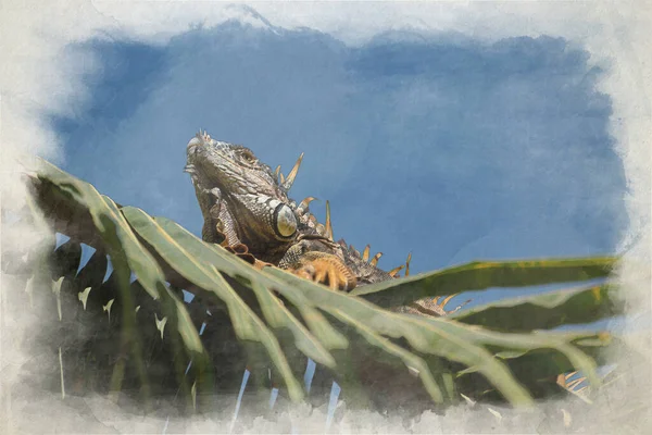 Digitální Akvarel Malba Jediné Zelené Iguany Palmě Přírodním Prostředí Divoké — Stock fotografie