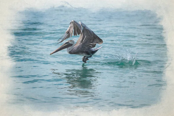 Une Aquarelle Numérique Représentant Pélican Brun Sauvage Survolant Océan Pacifique — Photo