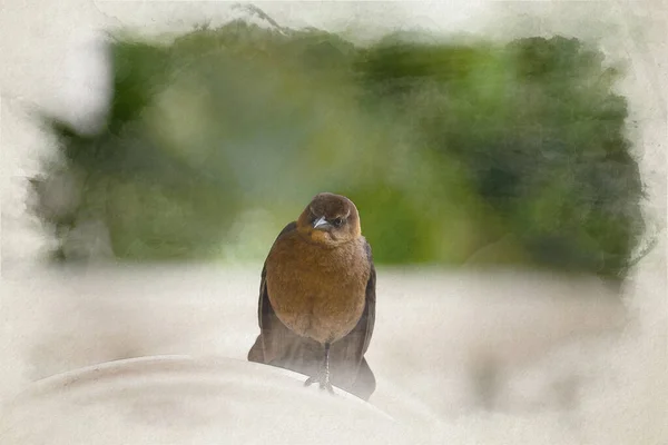 Digitální Akvarel Obraz Rozzlobený Podrážděný Zuřivě Vypadající Pták Zírající Kamery — Stock fotografie