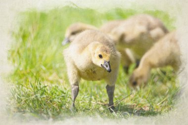 Yeni doğmuş bebek Canada Goose Gosling. Birleşik Krallık 'taki nehir kıyısından beslenen Branta kanadensis' in dijital suluboya resmi..