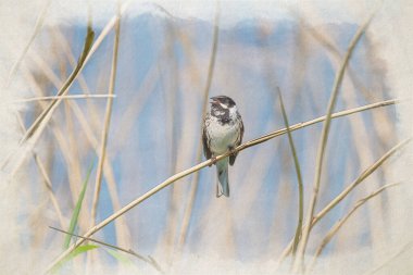Yoldan geçen Common Reed Bunting 'in dijital suluboya resmi, Emberiza schoeniclus İngiltere' deki bir doğa koruma alanında sazlığa tünemiş..