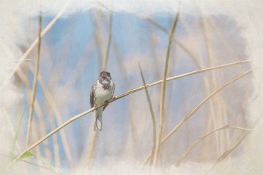 Yoldan geçen Common Reed Bunting 'in dijital suluboya resmi, Emberiza schoeniclus İngiltere' deki bir doğa koruma alanında sazlığa tünemiş..