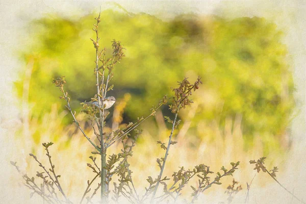 Ein Digitales Aquarellgemälde Einer Einzigen Passantin Der Weißkehlsgrasmücke Sylvia Communis — Stockfoto