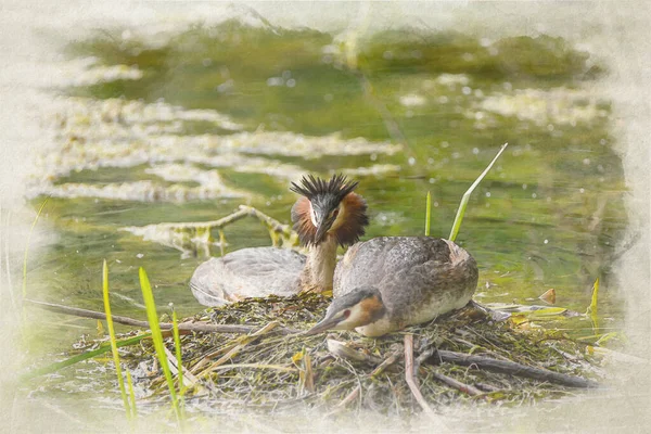 Great Crested Grebe Digital Watercolour Painting Podiceps Cristatus Swimming Freshwater — Stock Photo, Image