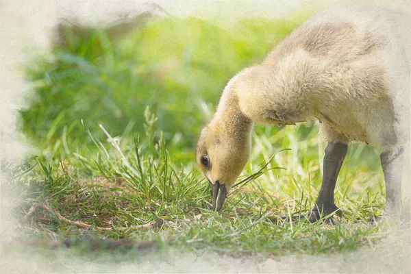 Pasgeboren Baby Canada Goose Gosling Een Digitaal Aquarelschilderij Van Branta — Stockfoto