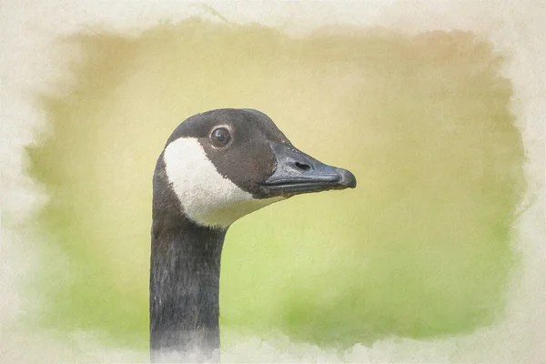 Canada Goose Digital Watercolor Painting Portrait — Photo