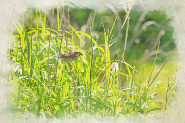 Single Passerine House Sparrow Passer Domesticus Digital Watercolour Painting Sitting — Stock Photo, Image