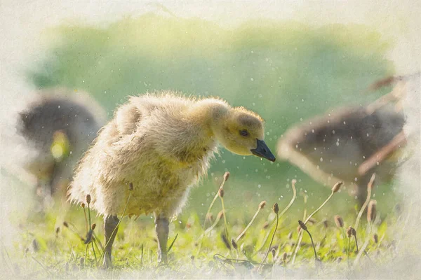Pasgeboren Baby Canada Goose Gosling Een Digitaal Aquarelschilderij Van Branta — Stockfoto