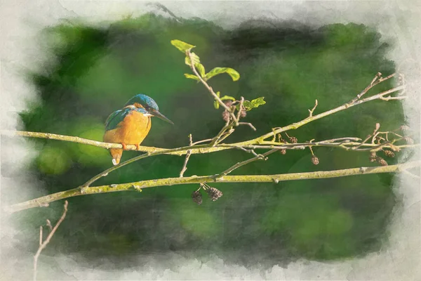 水彩画一种数字式水彩画 画的是普通翠鸟 也被称为欧亚翠鸟 或江翠鸟 栖息在池塘边的树枝上 — 图库照片