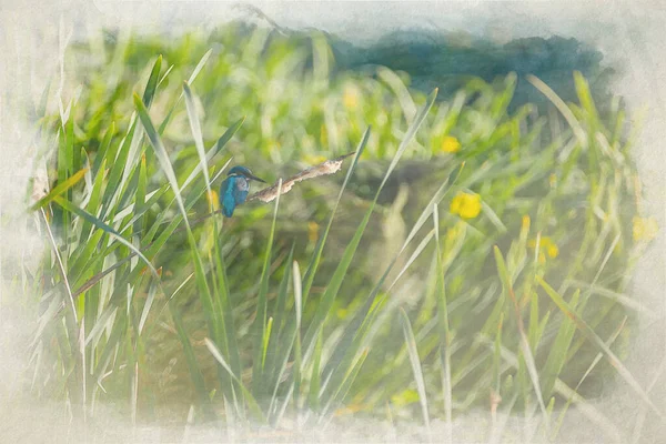 一般的なキングフィッシャーのデジタル水彩画 アルセド アッティカ Alcedo Atthis ユーラシアのキングフィッシャーとも呼ばれ 池によって枝に垂れたキングフィッシャー川 Kingfisher とも呼ばれる — ストック写真