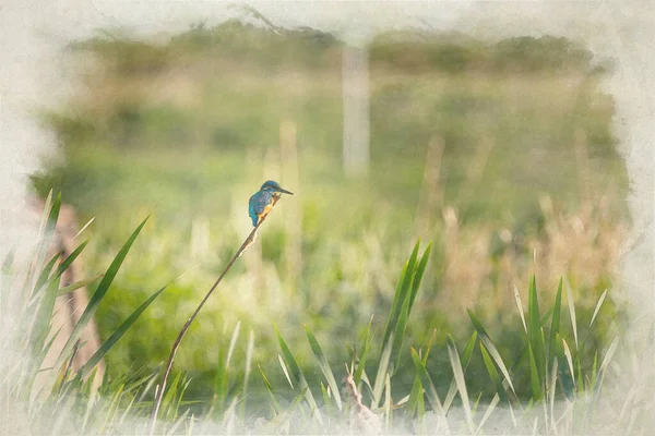 Ψηφιακός Πίνακας Υδατογραφίας Ενός Κοινού Kingfisher Του Alcedo Atthis Επίσης — Φωτογραφία Αρχείου