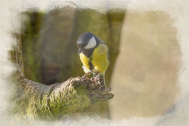 A digital watercolour painting of a Great Tit, Parus major in a natural woodland setting in the UK.