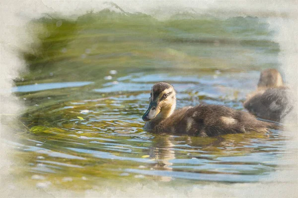 Digital Watercolour Painting Young Mallard Dabbling Duck Duckling Anas Platyrhynchos — Stock Photo, Image