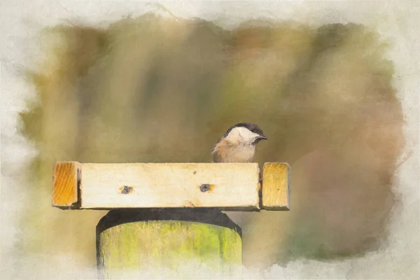 Willow Tit Poecile Montanus Digital Watercolour Painting Natural Woodland Background — Stock fotografie