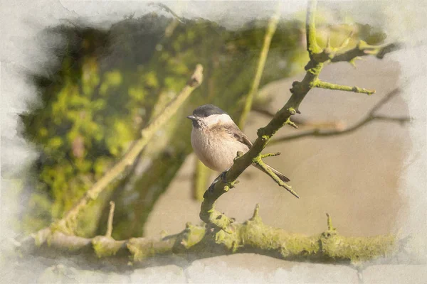 Willow Tit Poecile Montanus Digital Watercolour Painting Natural Woodland Background — Photo