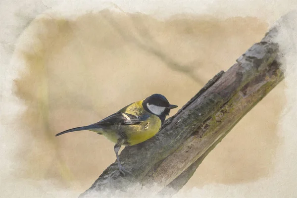 Digital Watercolour Painting Great Tit Parus Major Natural Woodland Setting — Stockfoto