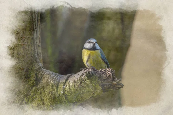 Digital Watercolour Painting Eurasian Blue Tit Cyanistes Caeruleus Natural Woodland — Stockfoto