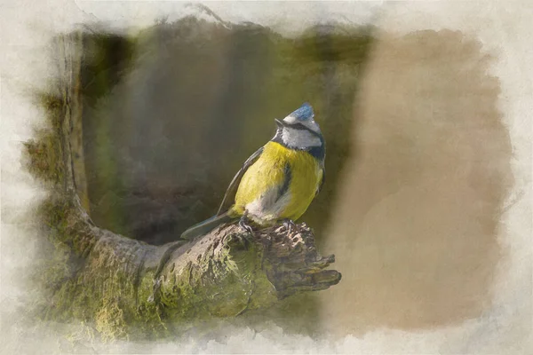 Digital Watercolour Painting Eurasian Blue Tit Cyanistes Caeruleus Natural Woodland —  Fotos de Stock